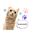 こーすけくん(猫)スタンプ（個別スタンプ：7）