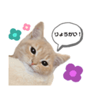 こーすけくん(猫)スタンプ（個別スタンプ：8）