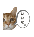 松風だらけ⑤（個別スタンプ：12）
