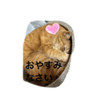 ❤️ちゃちゃまるスタンプ❤️（個別スタンプ：1）