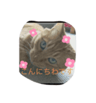 ❤️ちゃちゃまるスタンプ❤️（個別スタンプ：2）