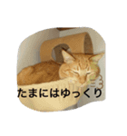 ❤️ちゃちゃまるスタンプ❤️（個別スタンプ：10）