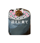 ❤️ちゃちゃまるスタンプ❤️（個別スタンプ：14）