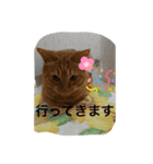 ❤️ちゃちゃまるスタンプ❤️（個別スタンプ：16）