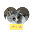 でかねこ(Big Cat)（個別スタンプ：7）