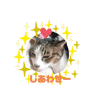 でかねこ(Big Cat)（個別スタンプ：9）
