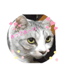 でかねこ(Big Cat)（個別スタンプ：10）