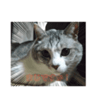 でかねこ(Big Cat)（個別スタンプ：13）