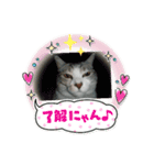 でかねこ(Big Cat)（個別スタンプ：14）