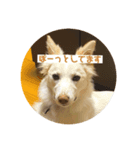 あむ姉さんのすたんぷ（個別スタンプ：1）