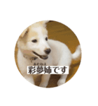 あむ姉さんのすたんぷ（個別スタンプ：8）