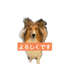 シェルティ⭐︎ルークのスタンプ（個別スタンプ：3）