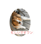 シェルティ⭐︎ルークのスタンプ（個別スタンプ：5）