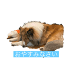 シェルティ⭐︎ルークのスタンプ（個別スタンプ：8）