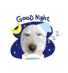 dog sticker！（個別スタンプ：3）