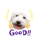 dog sticker！（個別スタンプ：6）