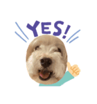 dog sticker！（個別スタンプ：8）