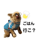 愛犬のまるくん。（個別スタンプ：1）