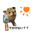 愛犬のまるくん。（個別スタンプ：2）