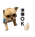愛犬のまるくん。（個別スタンプ：3）