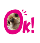 愛犬のまるくん。（個別スタンプ：5）