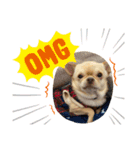 愛犬のまるくん。（個別スタンプ：7）