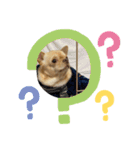愛犬のまるくん。（個別スタンプ：8）