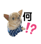 愛犬のまるくん。（個別スタンプ：9）
