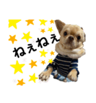 愛犬のまるくん。（個別スタンプ：10）