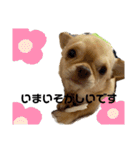 愛犬のまるくん。（個別スタンプ：11）