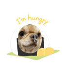 愛犬のまるくん。（個別スタンプ：12）