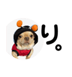 愛犬のまるくん。（個別スタンプ：14）