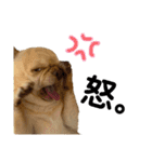 愛犬のまるくん。（個別スタンプ：15）