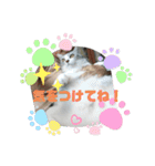 (Big Cat)（個別スタンプ：1）