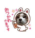 (Big Cat)（個別スタンプ：4）
