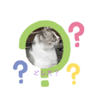 (Big Cat)（個別スタンプ：5）