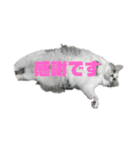 (Big Cat)（個別スタンプ：6）