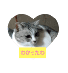(Big Cat)（個別スタンプ：7）