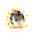 (Big Cat)（個別スタンプ：9）