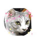 (Big Cat)（個別スタンプ：10）