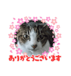 (Big Cat)（個別スタンプ：12）