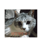 (Big Cat)（個別スタンプ：13）