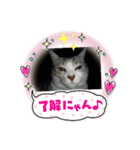 (Big Cat)（個別スタンプ：14）