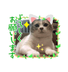 (Big Cat)（個別スタンプ：15）