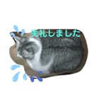 (Big Cat)（個別スタンプ：16）