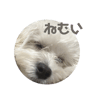 わたしのボラちゃん（個別スタンプ：2）