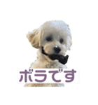 わたしのボラちゃん（個別スタンプ：3）