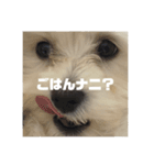 わたしのボラちゃん（個別スタンプ：4）