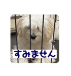 わたしのボラちゃん（個別スタンプ：6）