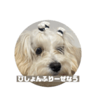 わたしのボラちゃん（個別スタンプ：7）